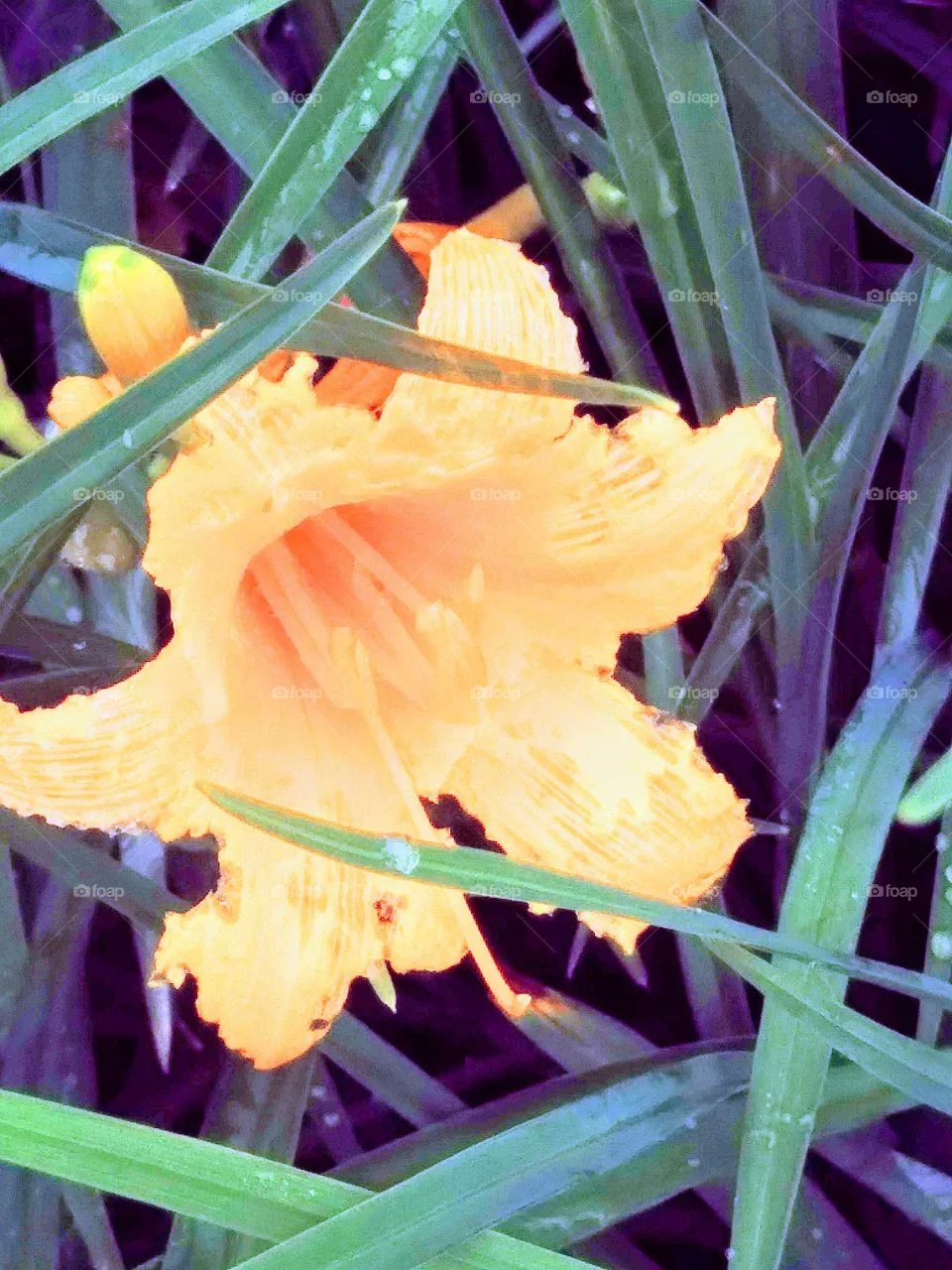 flower