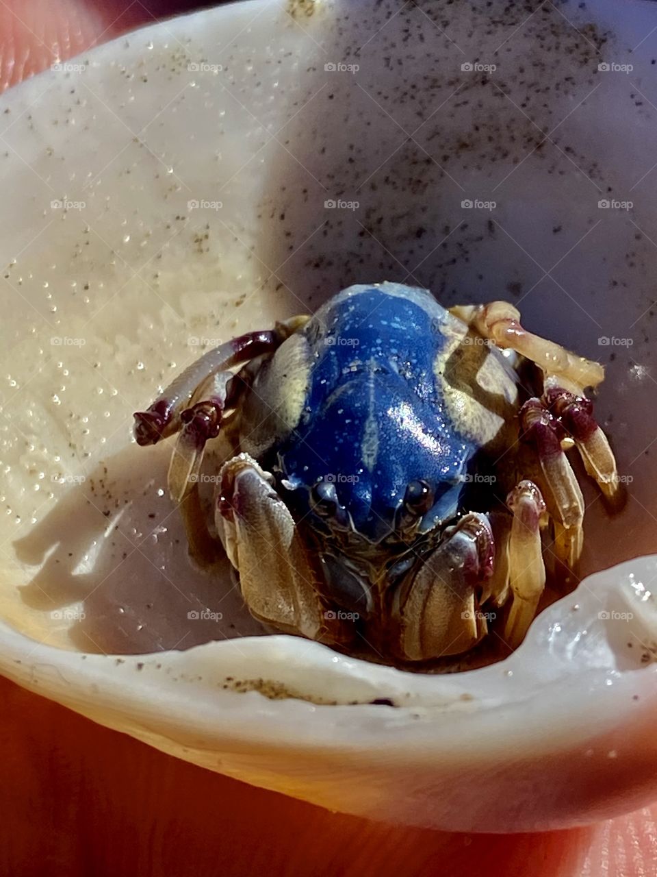 Crab sitting in shell
