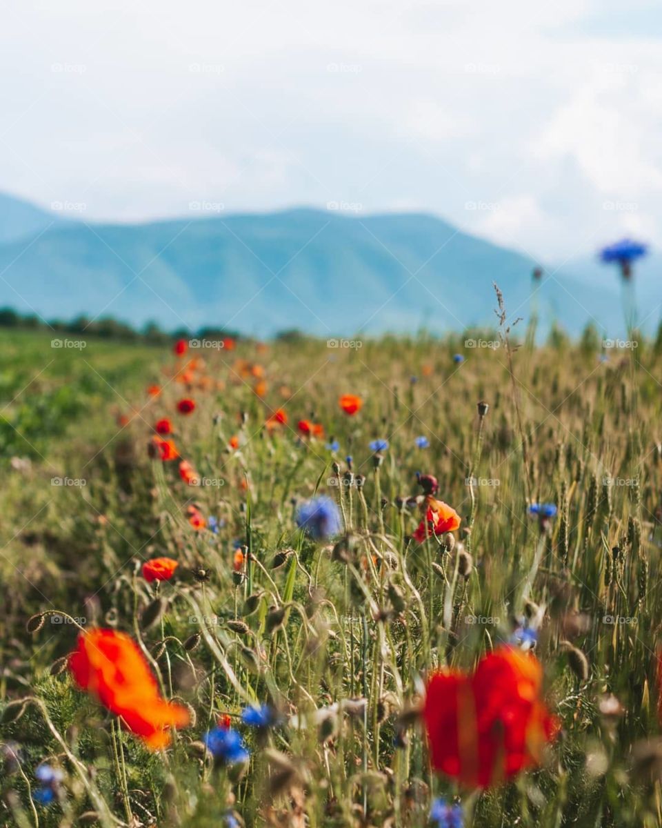 poppy field with mountains in the background