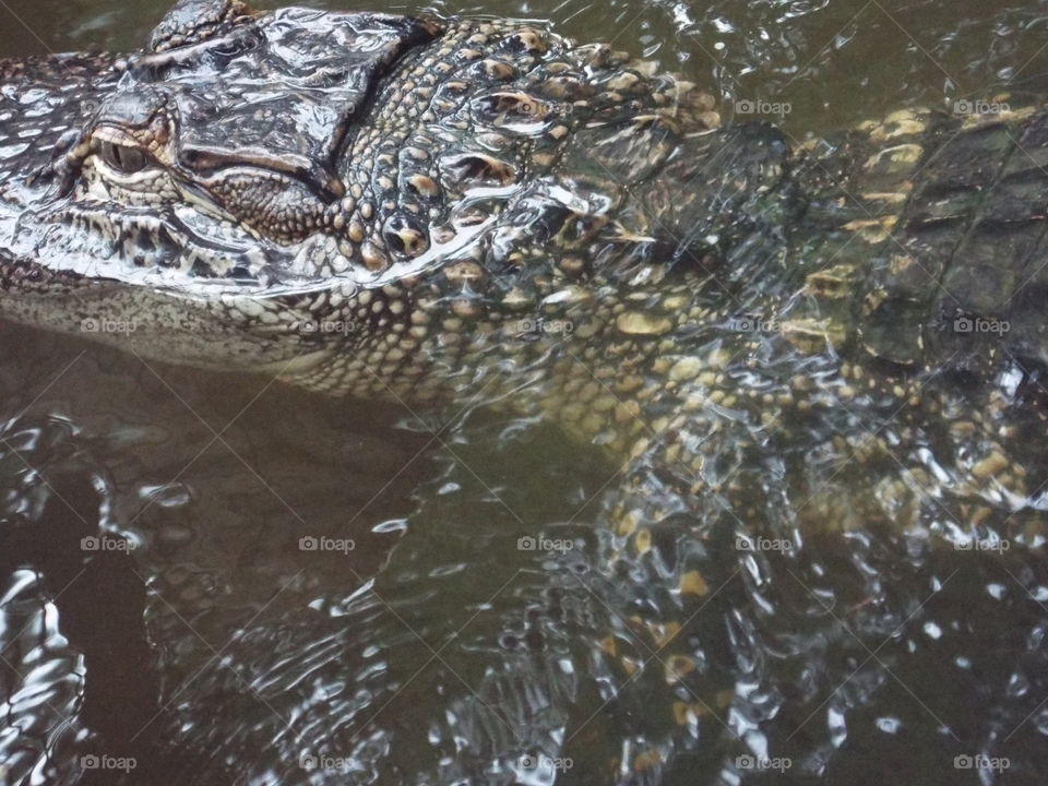 Alligator, Crocodile, Water, River, Reptile