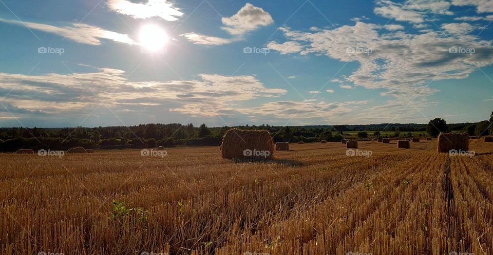 Rural landscape🌾🌾