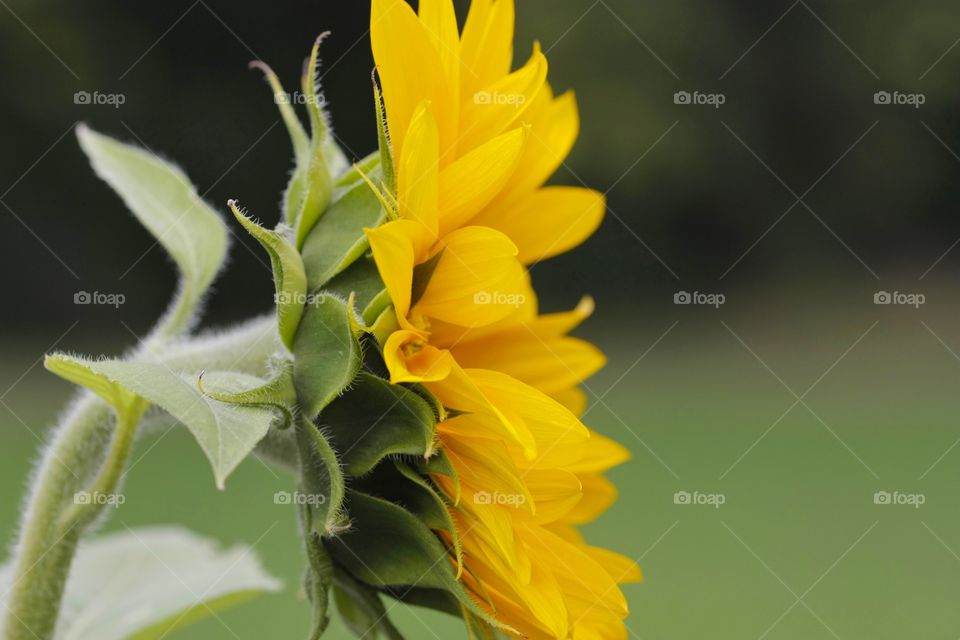 Macro shot of yellow flower