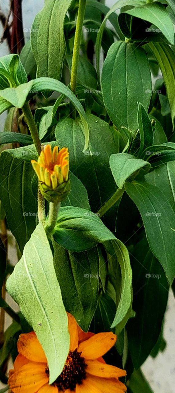 flowers that have not yet fully opened