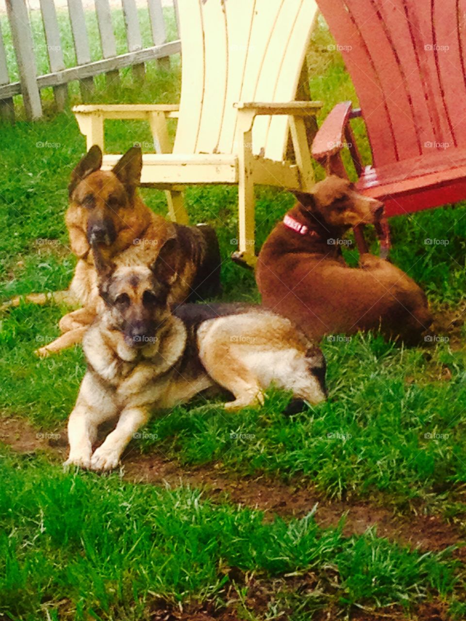 German shepherd dogs and Doberman dog in garden