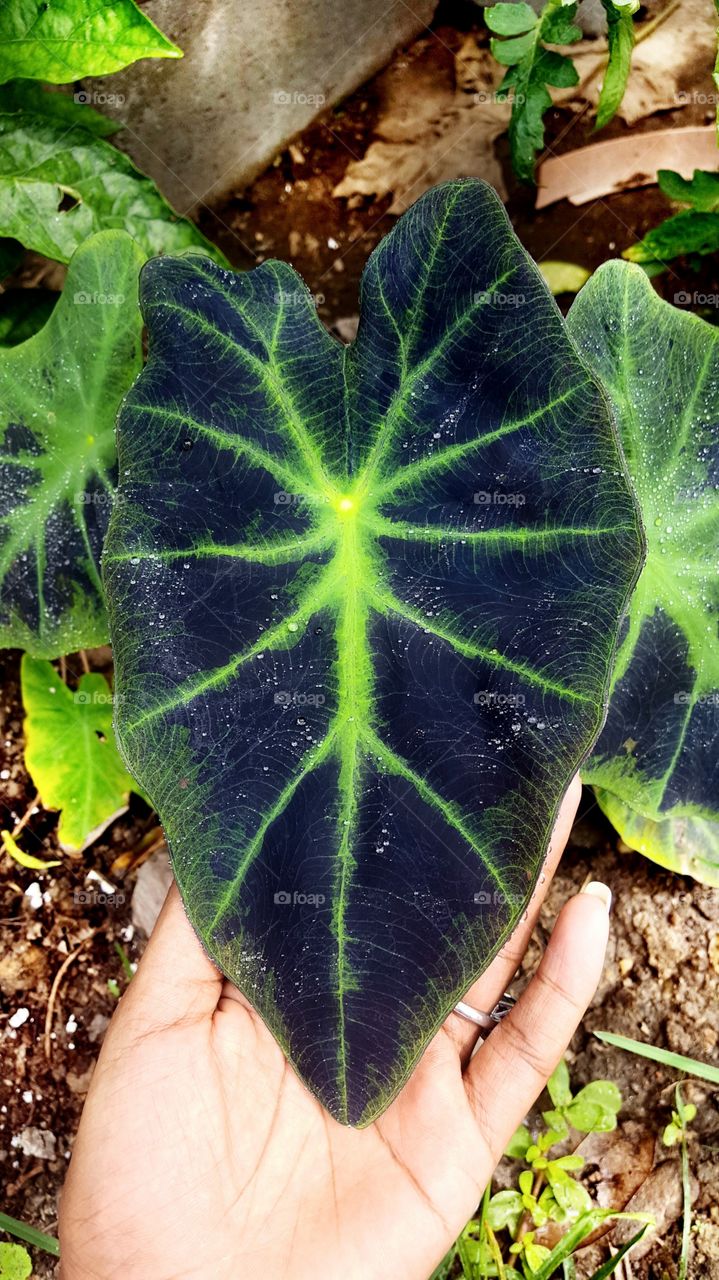 My gorgeous alocasia black beauty