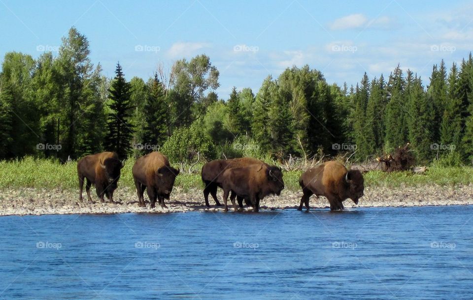 Buffalo entering the snake River