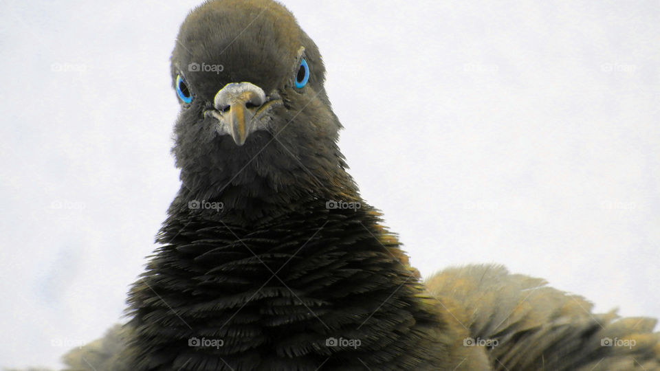 Pigeon #Close up# Furicious