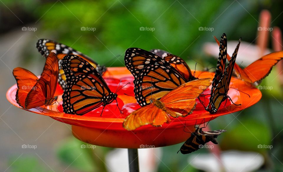 orange butterflies in the park