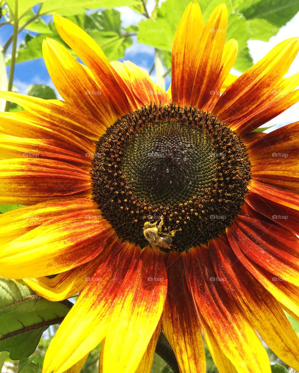 Bee on a sunflower in the summer