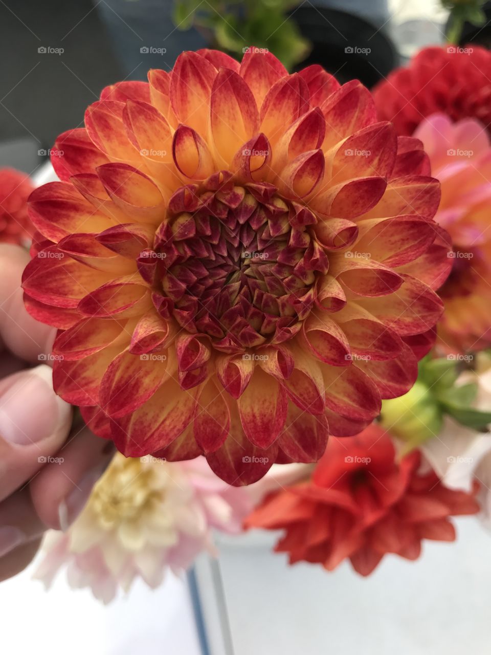Red dahlia 