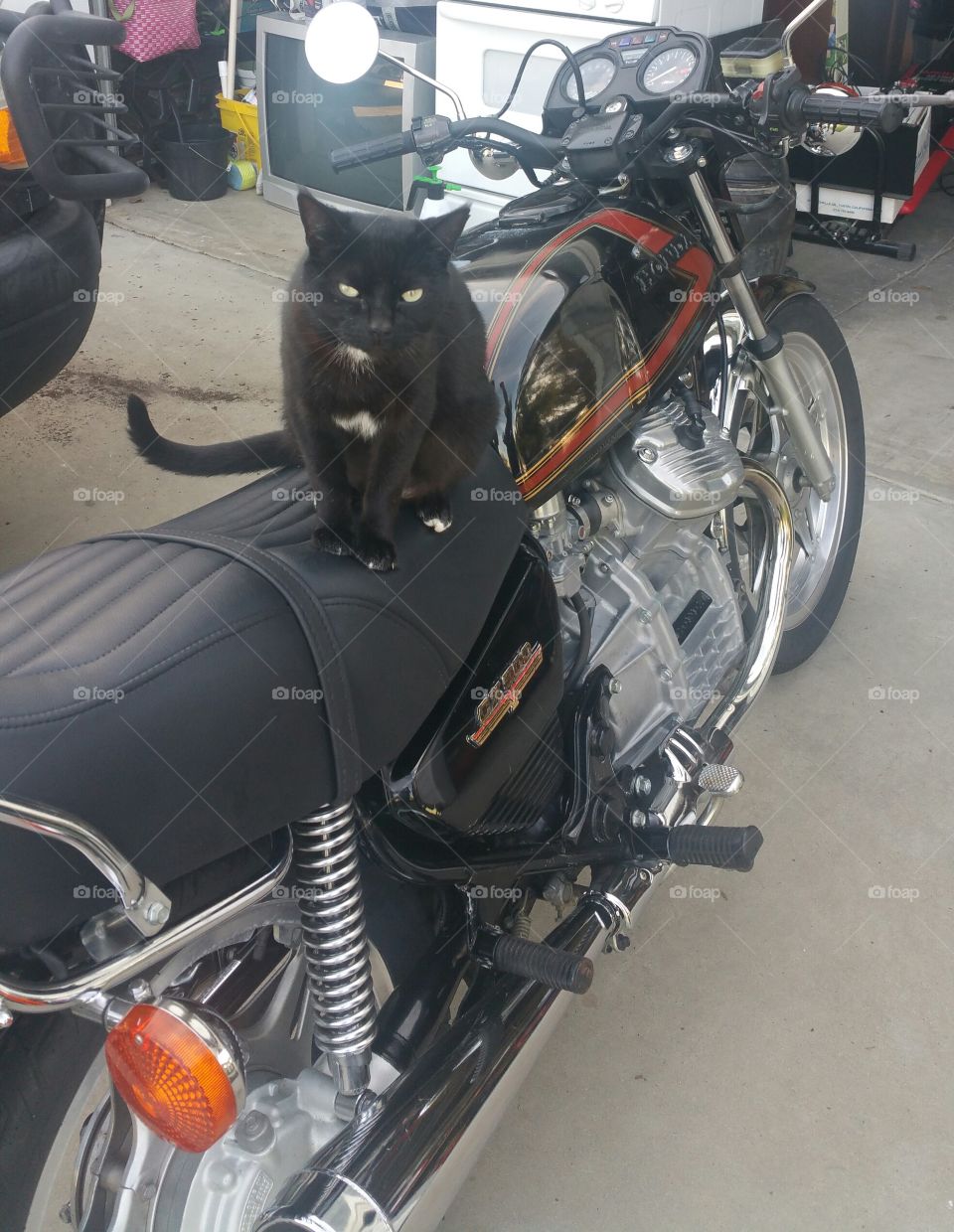 garage cat on motorcycle