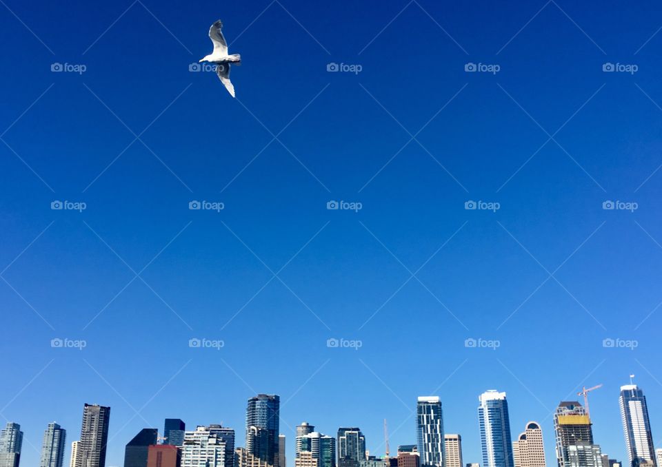Seagull flying over skyscrapers 