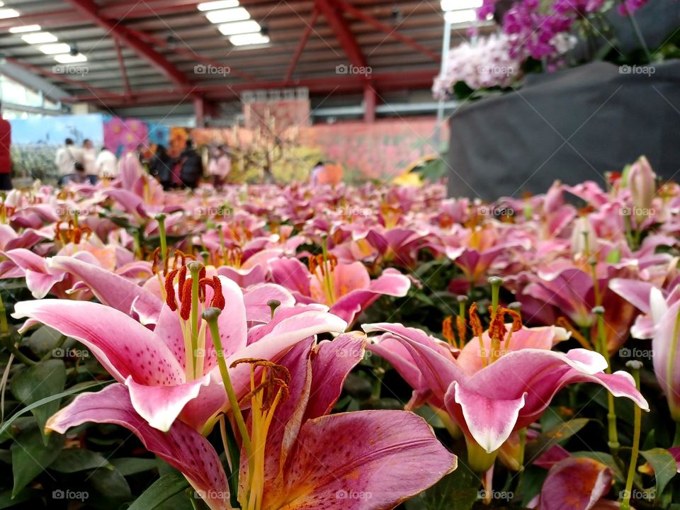 Mobile series: plants -- Lily