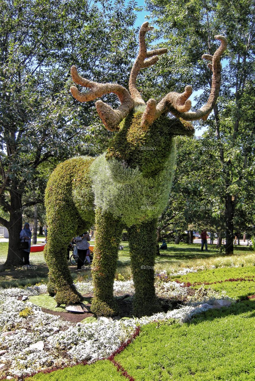 moose from plants