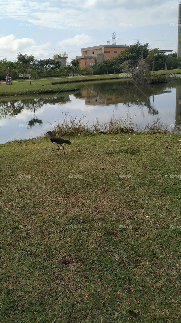 Pássaro no parque
