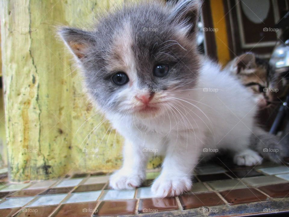 Cute kitten sitting on the terrace in the yard