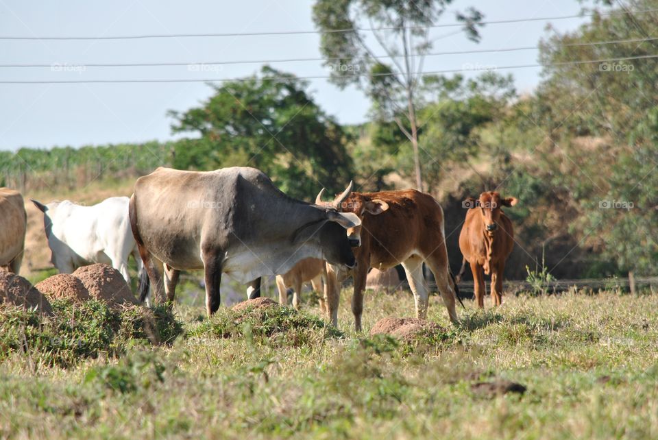 Mammal, Cattle, Cow, Grass, Agriculture