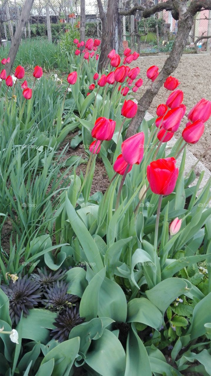 Tulip garden