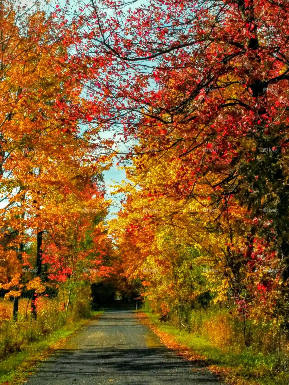 autumn forest