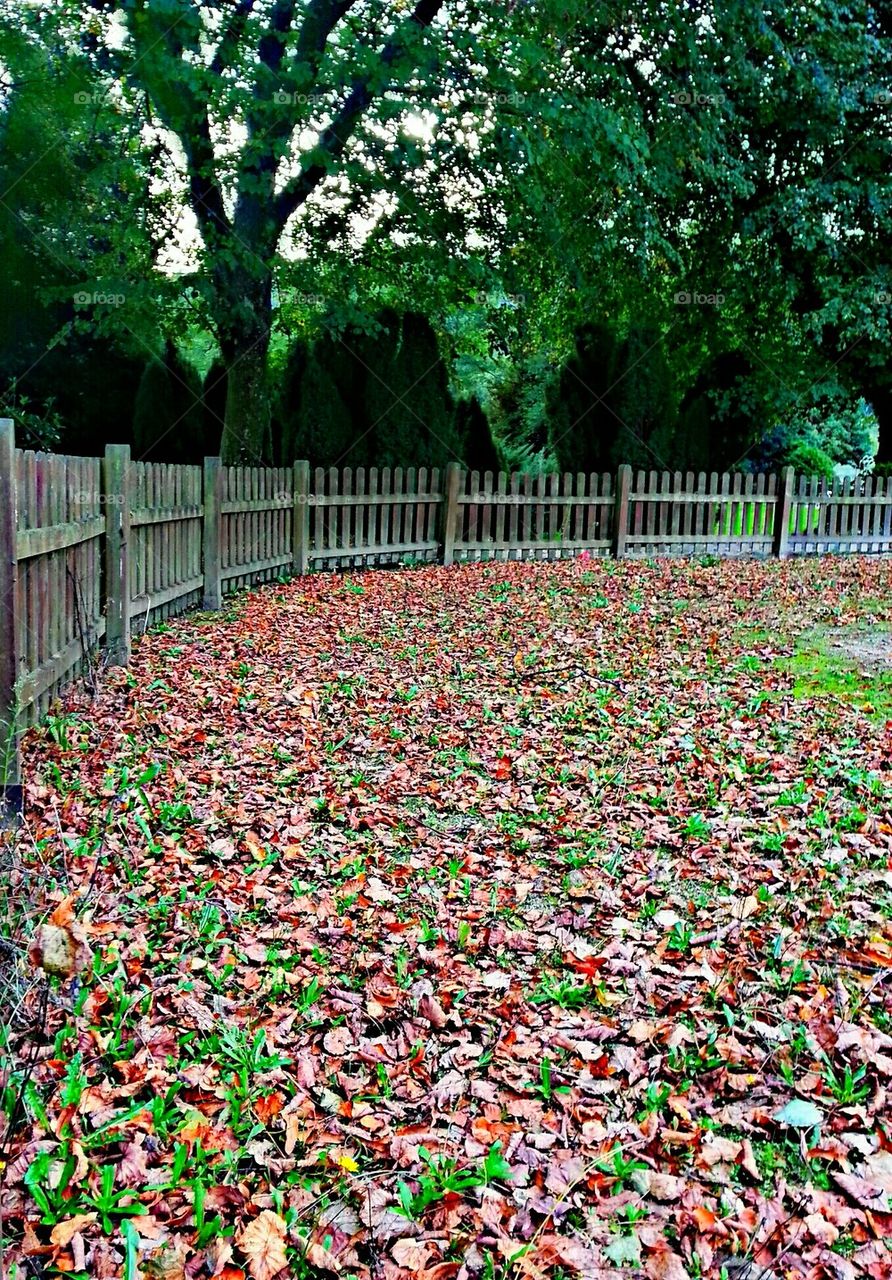 Old park fence