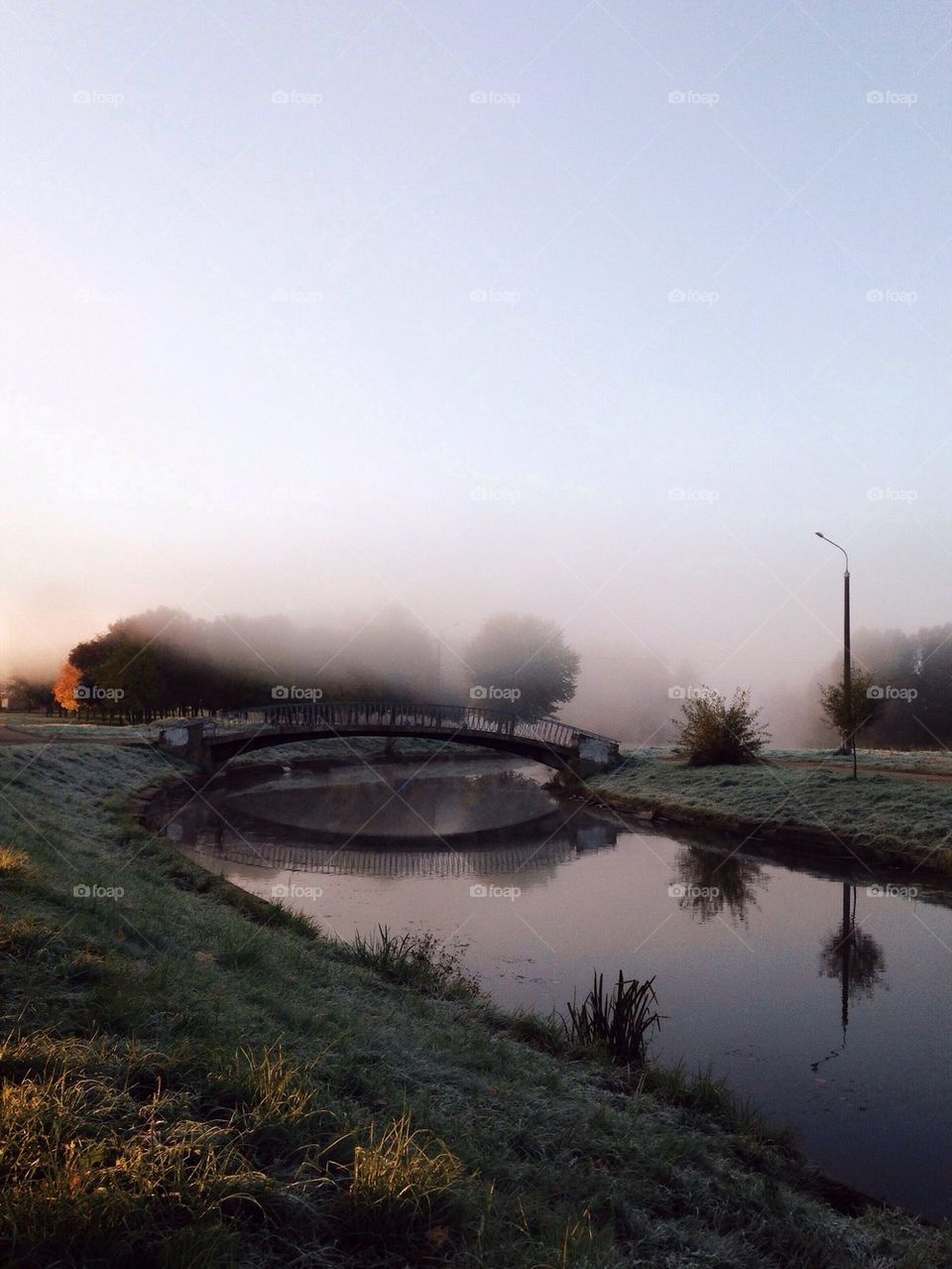 View of foggy forest