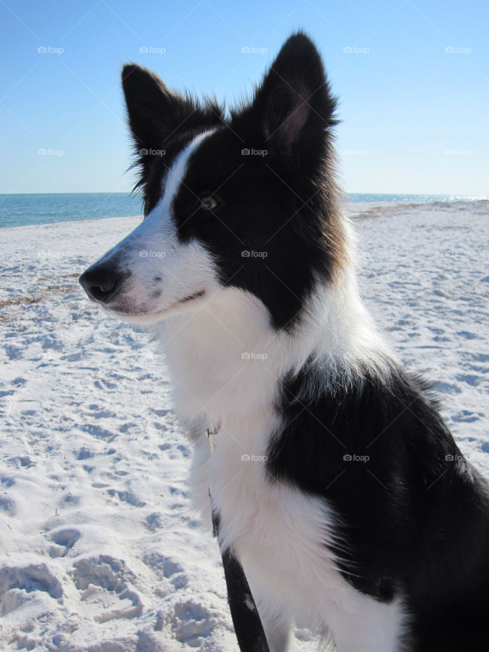 beach ocean dog sand by melisrush