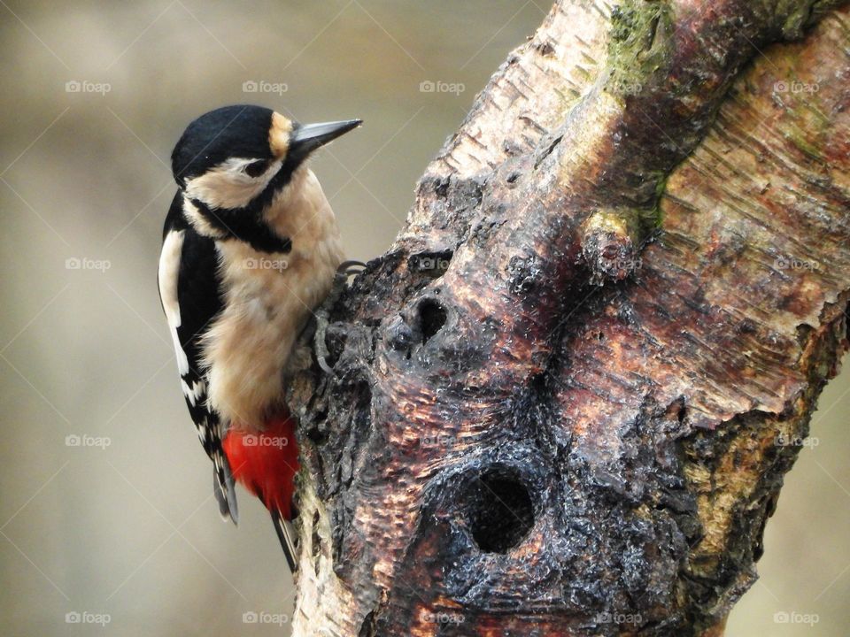A woodpecker on a tree stump 
