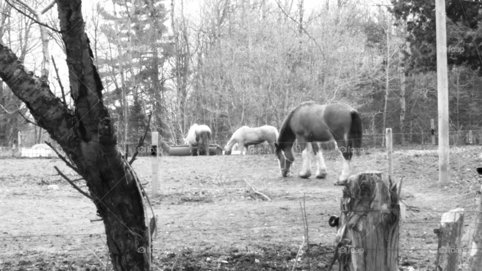 horses rural woods barn outdoors black and white