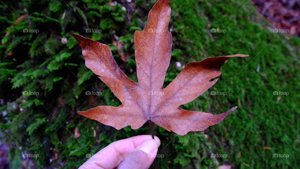 Hand holding an autumn leaf