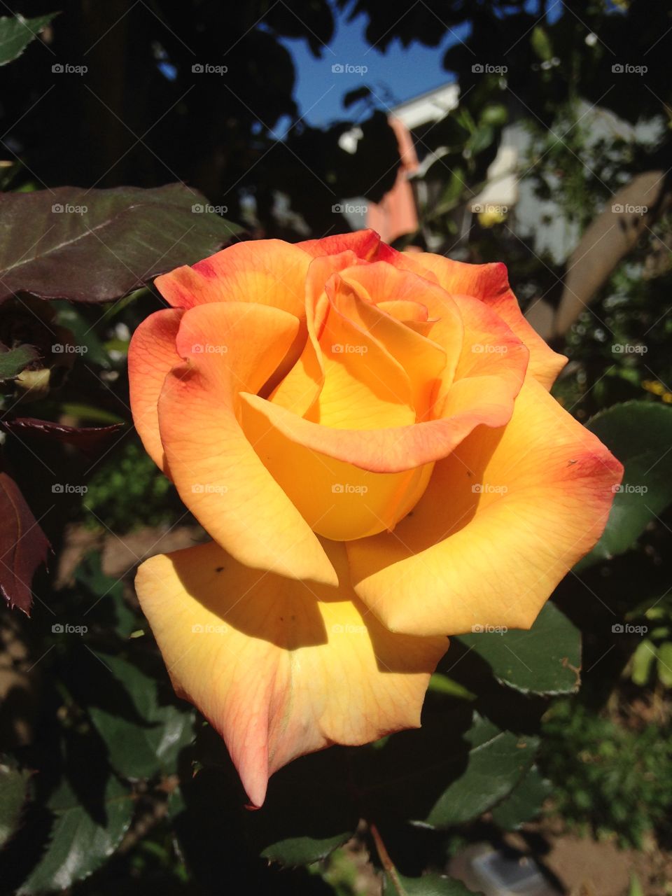 Close-up of yellow rose in garden
