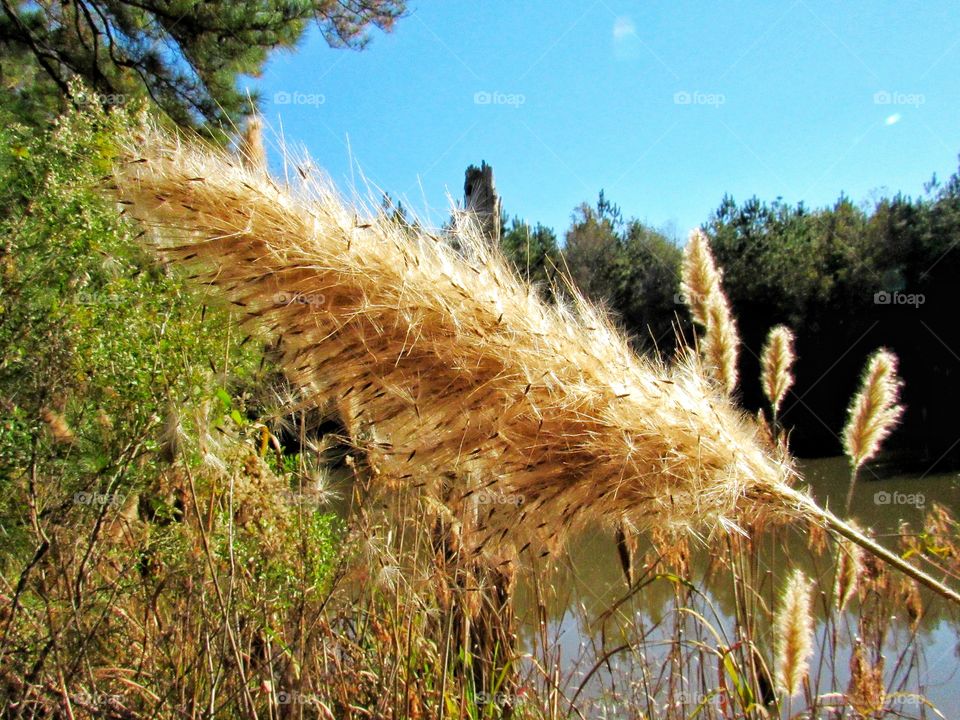 fox tail plant over water outdoors