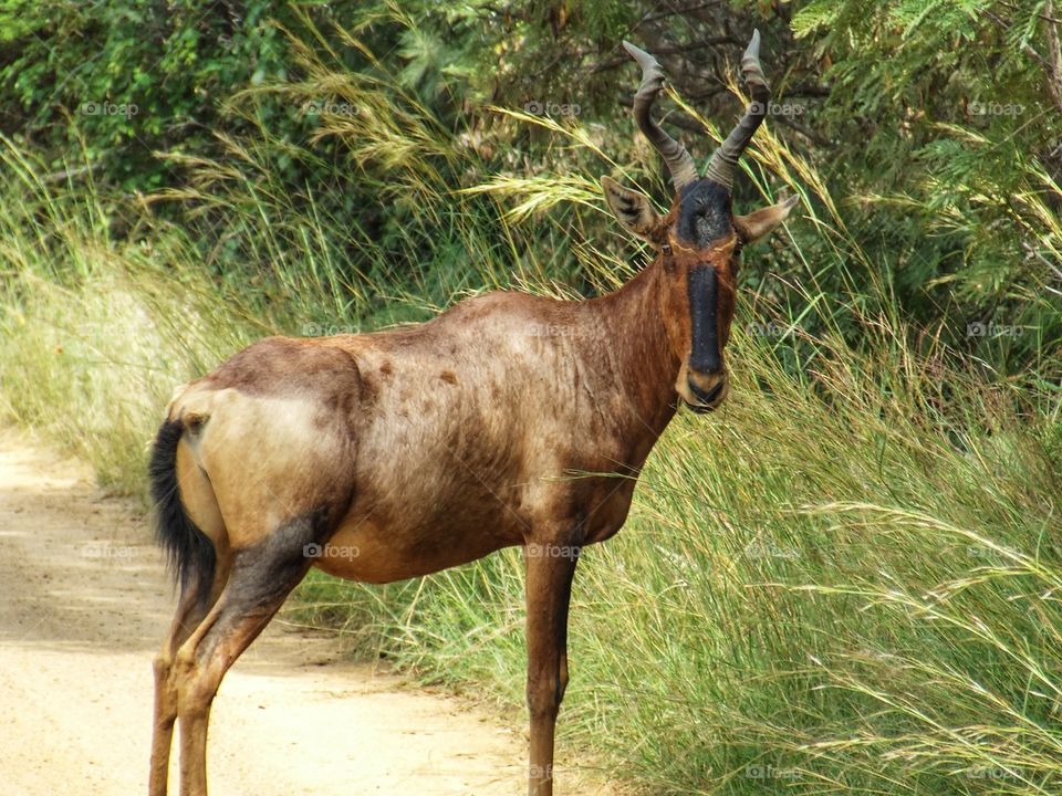 Red hartebeest
