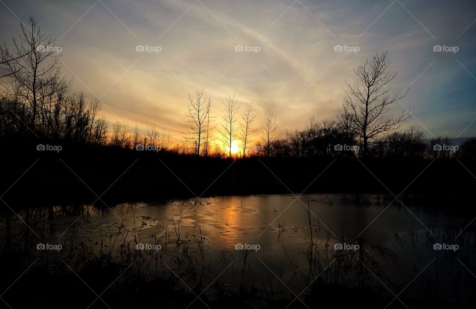 Silhouette of trees during sunset