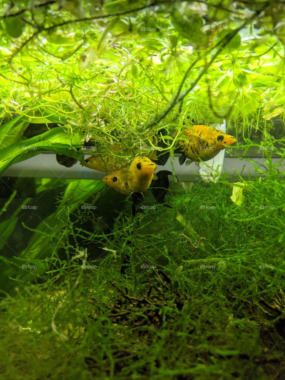 Molly fish troop