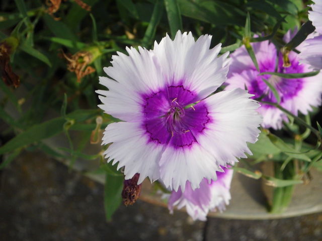 Blume 