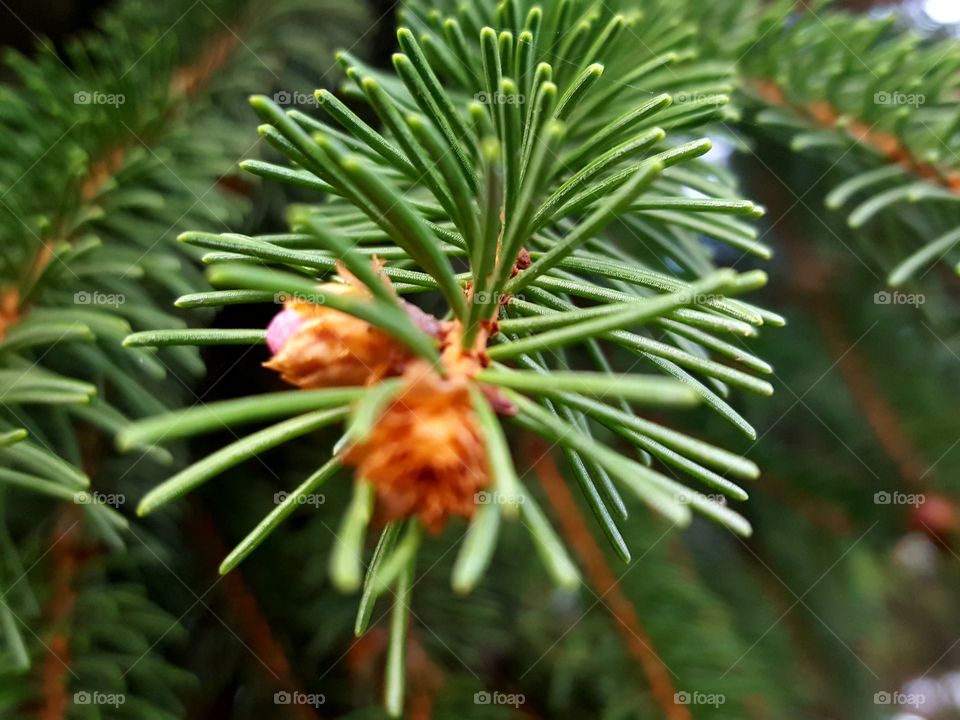 Pine tree