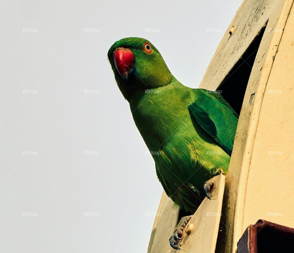 Bird watching - Parrot - scouting from hiding place 