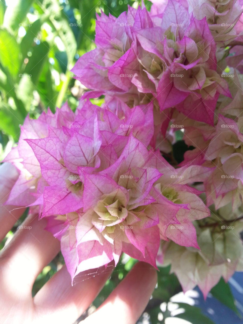 pink Bougainvillea 