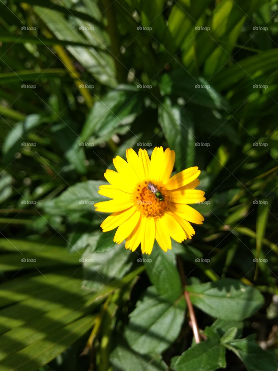 Yellow daisy