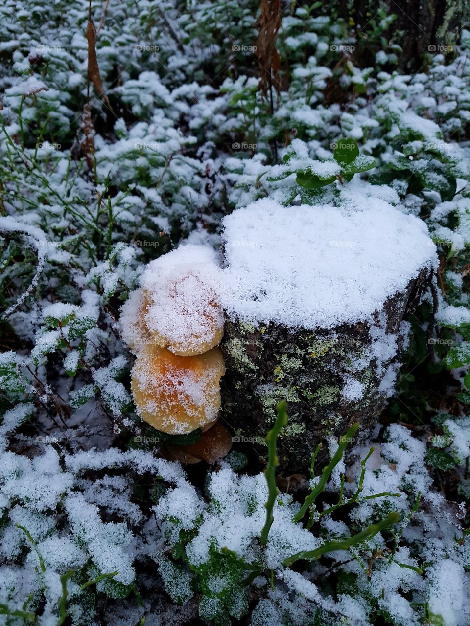 mushroom in the snow