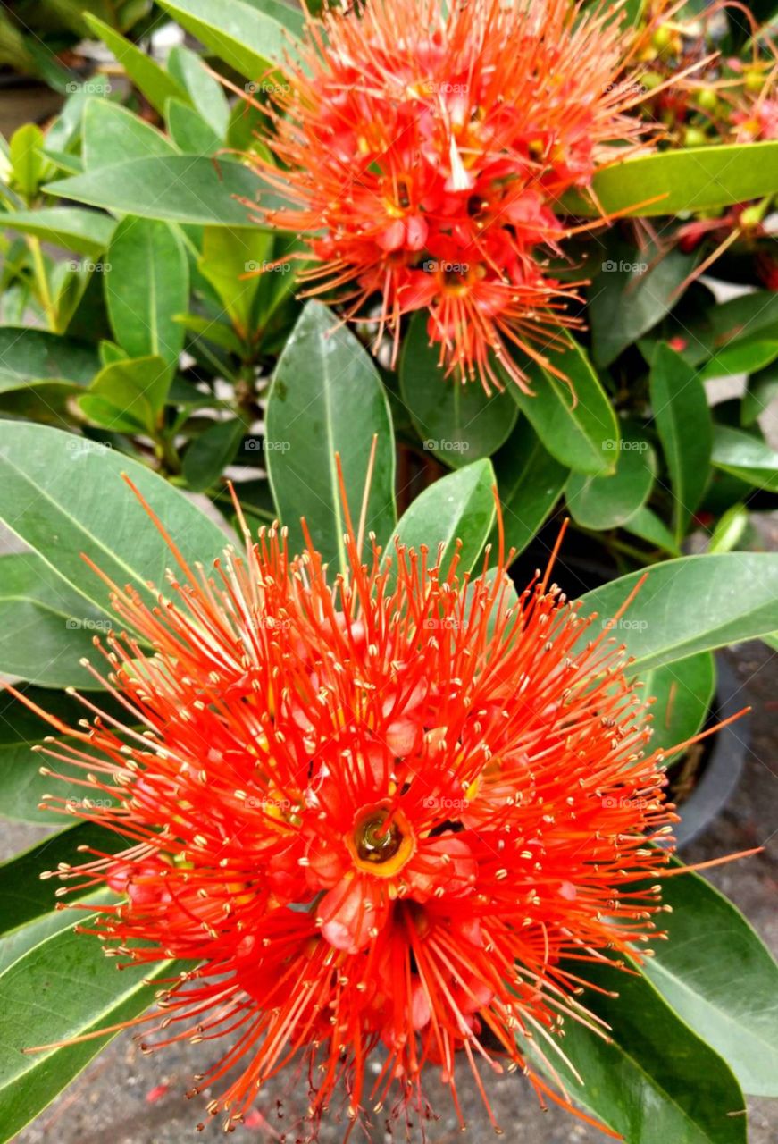 Red Spikes Flowers 