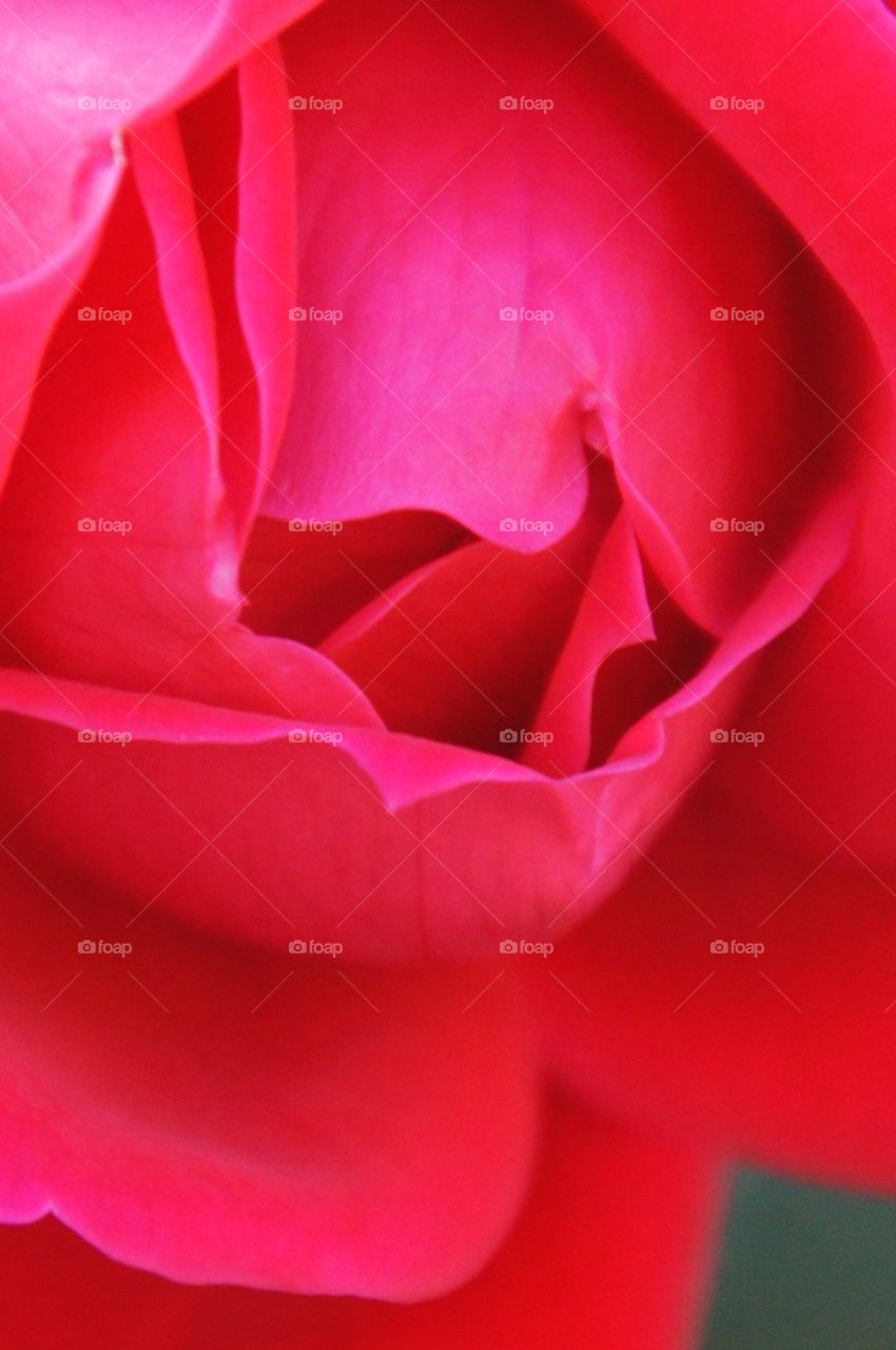 Red rose detail