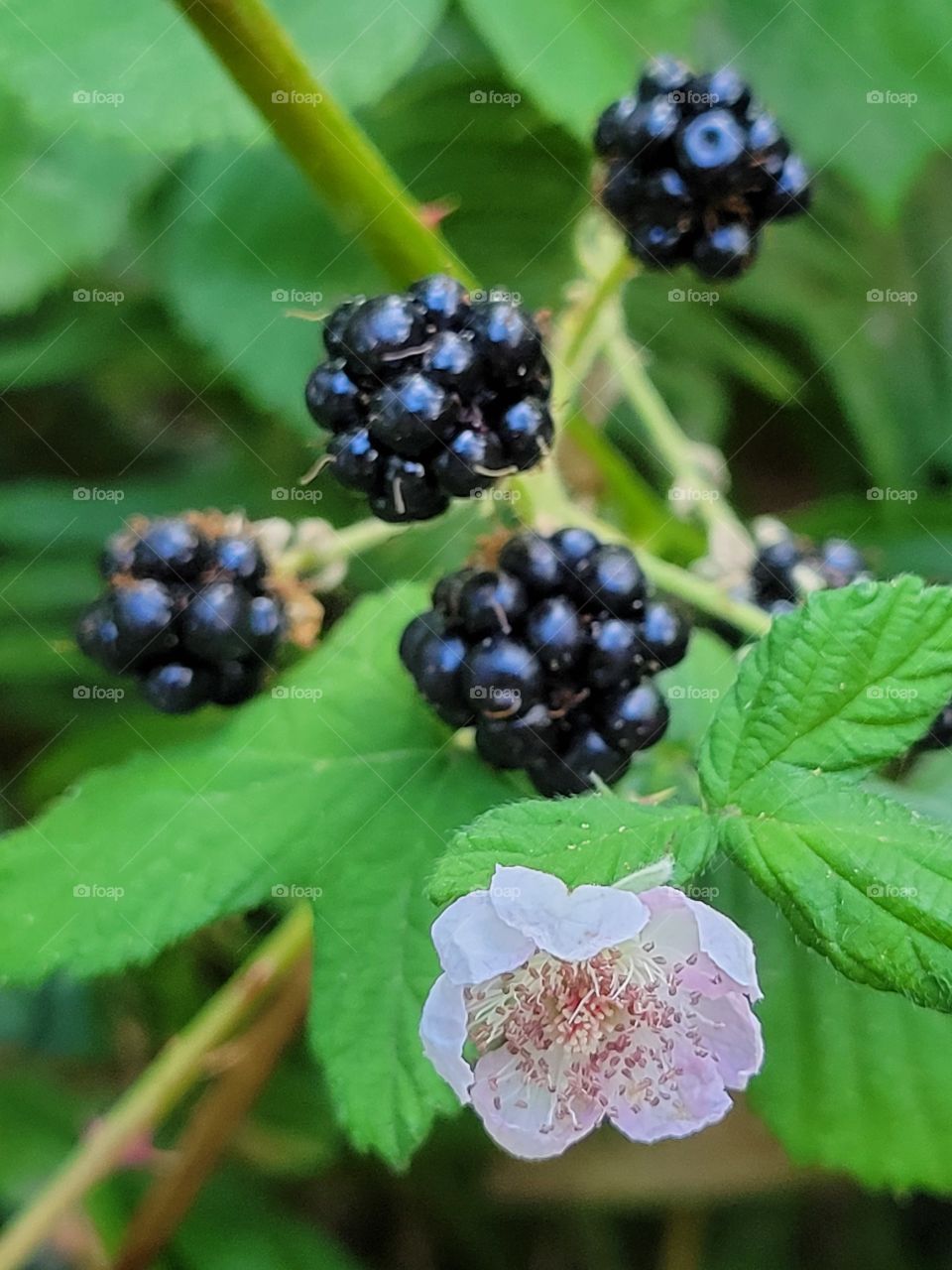 Regrowth. Wild Washington blackberries.