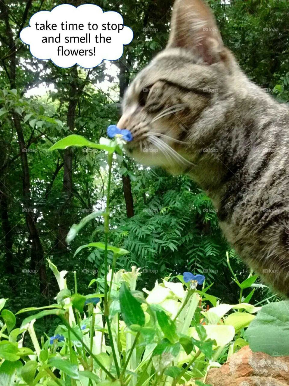 kitty smelling the flowers