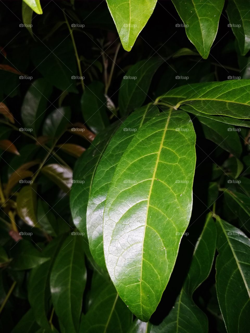 leaf is green