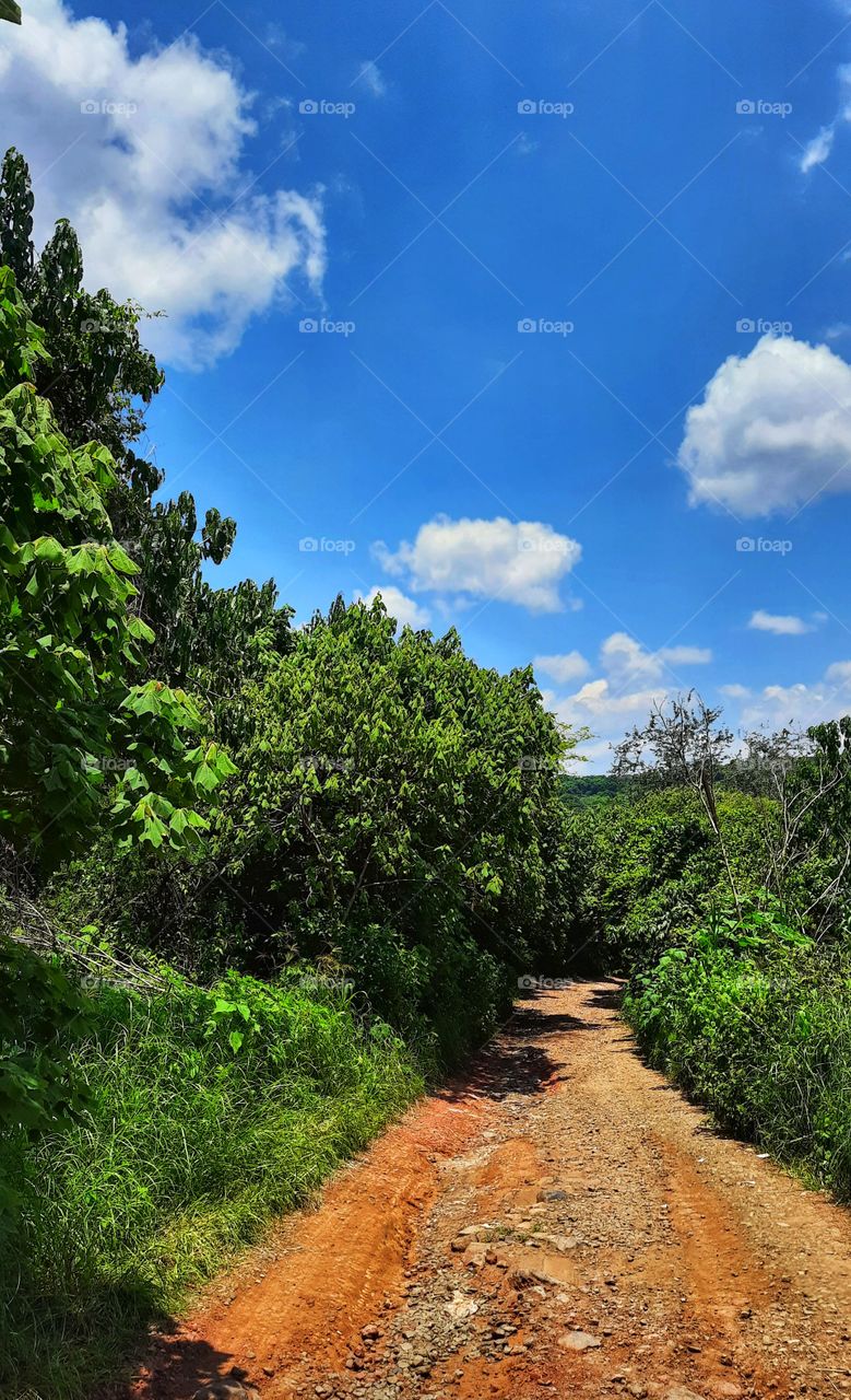 Road in the field,Road,field,countryside,rural,path, green,tree,foliage,floral,season,spring,summer,colorful,landscape,nature, sky,clouds