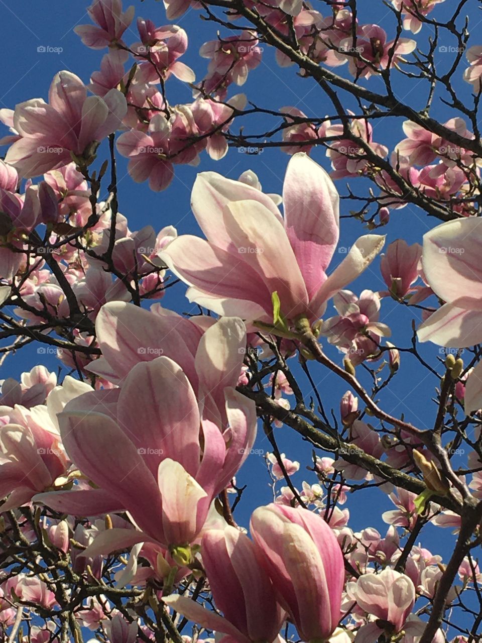 ... but still zen flowers in our intimate garden