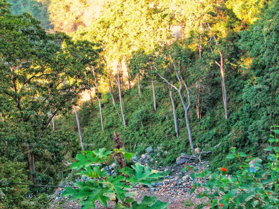 Forest view in mountainous area.