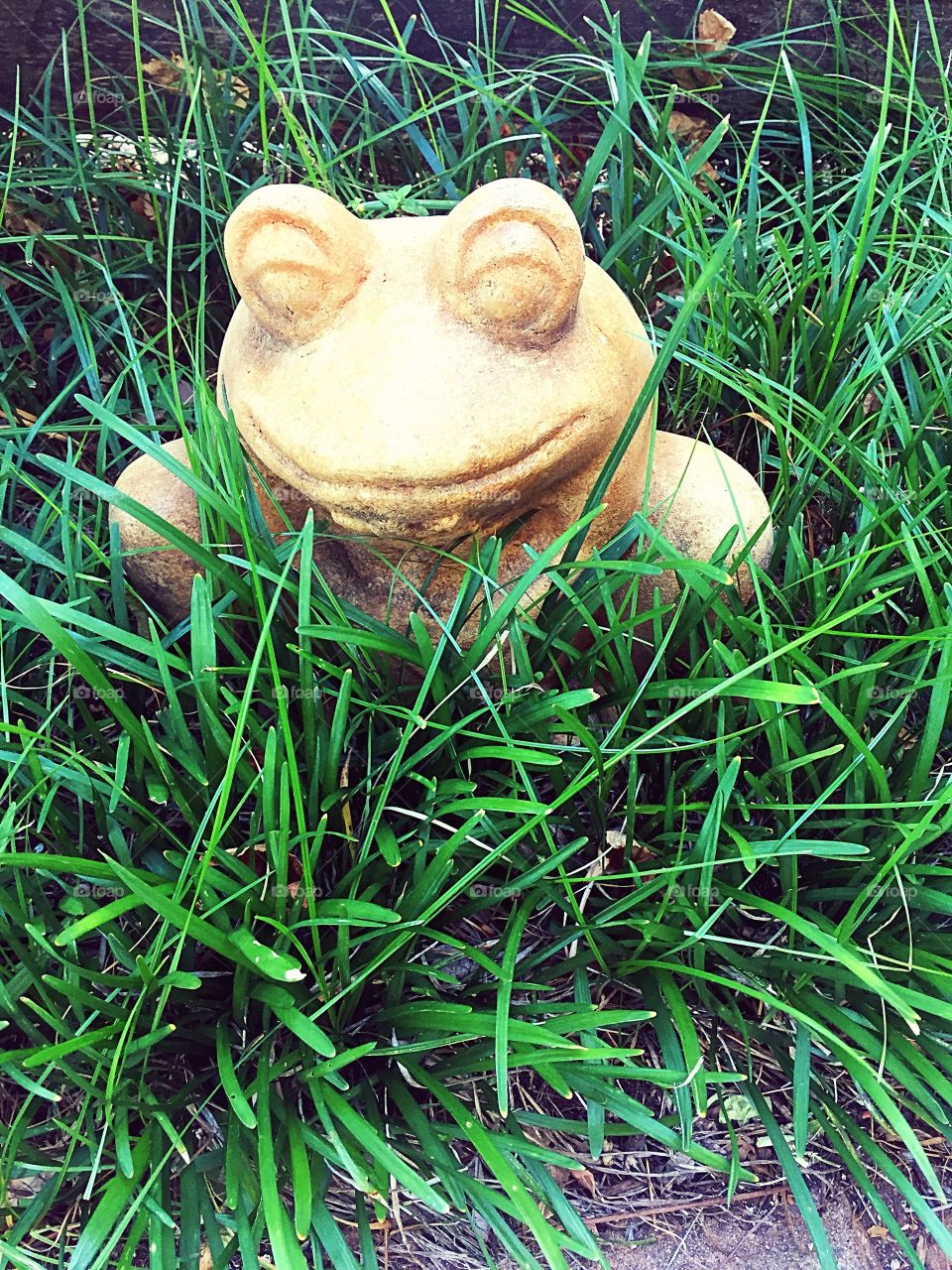 The toad in the road;