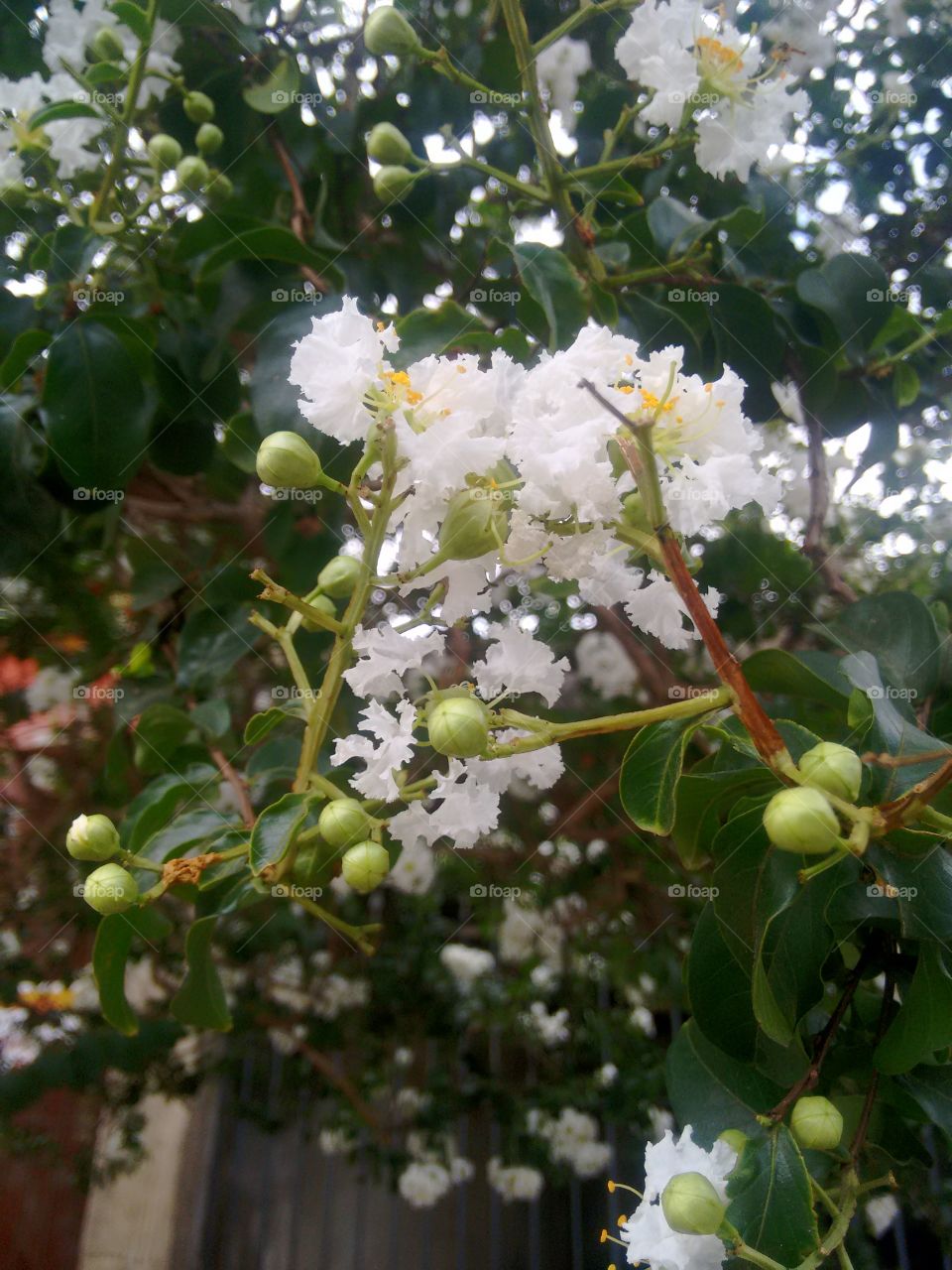 scented tree